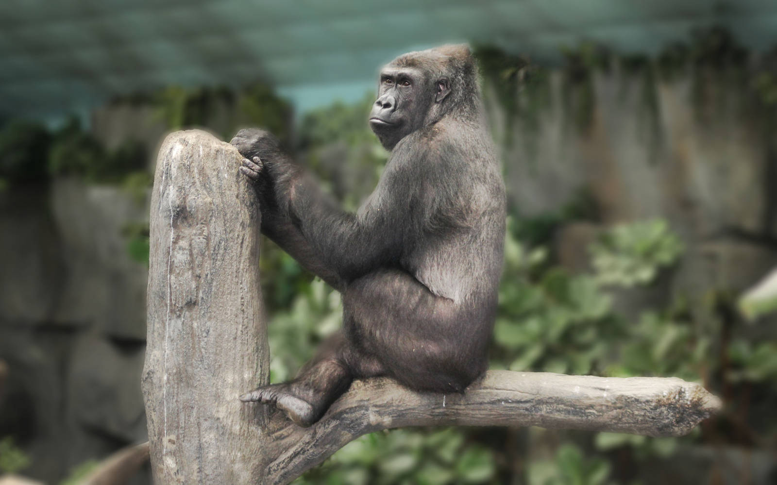 Jul. 2016 - Tropic World - Africa - Gorilla