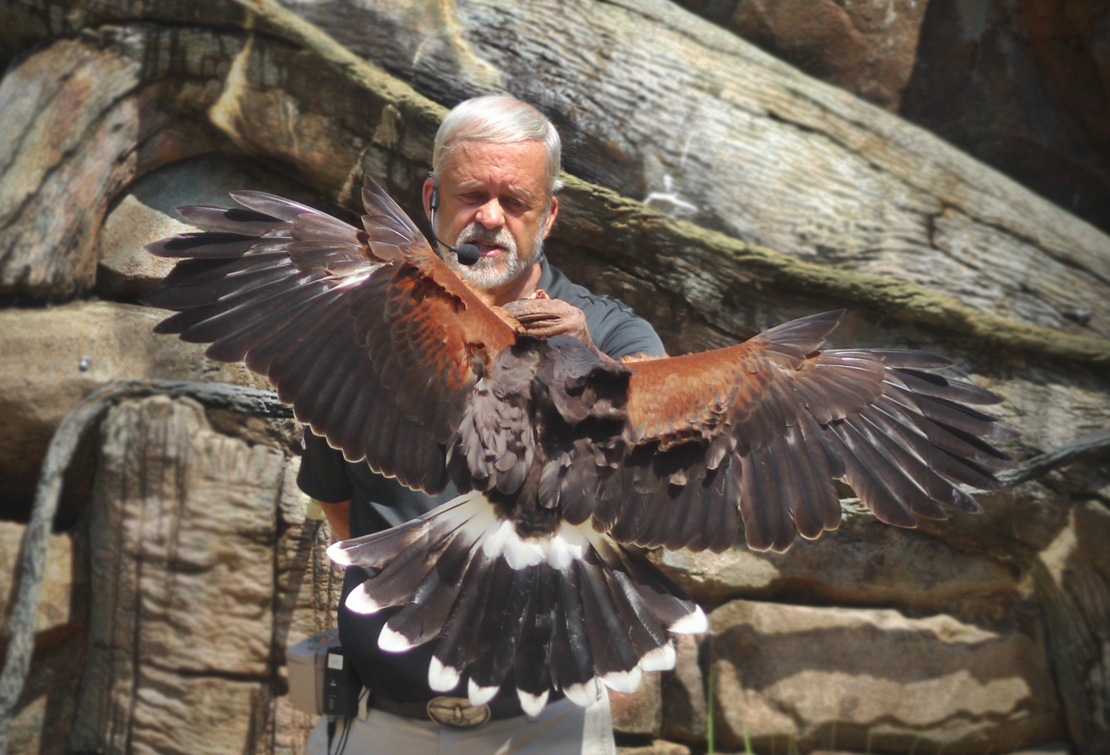 Jul. 2016 - Wings of the Wonder - Harris's Hawk Flight