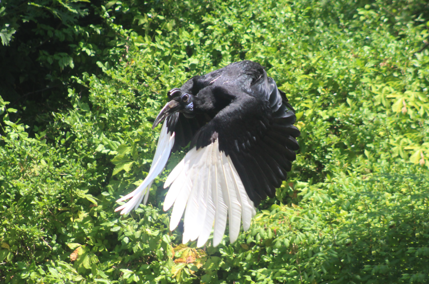 Jul. 2016 - Wings of Wonder - Abyssinian Ground Hornbill