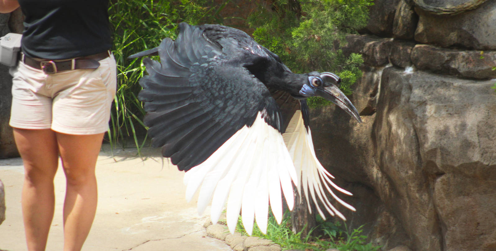 Jul. 2016 - Wings of Wonder - Abyssinian Ground Hornbill