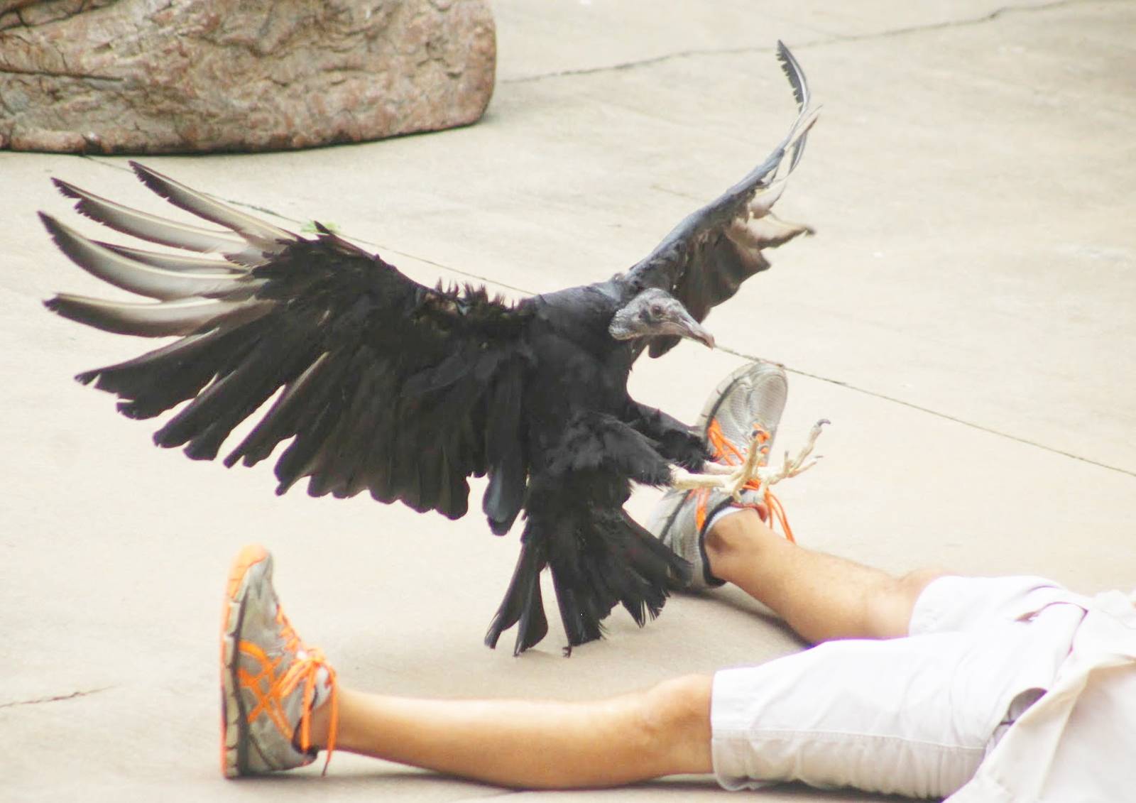 Jul. 2016 - Wings of Wonder - Black Vulture