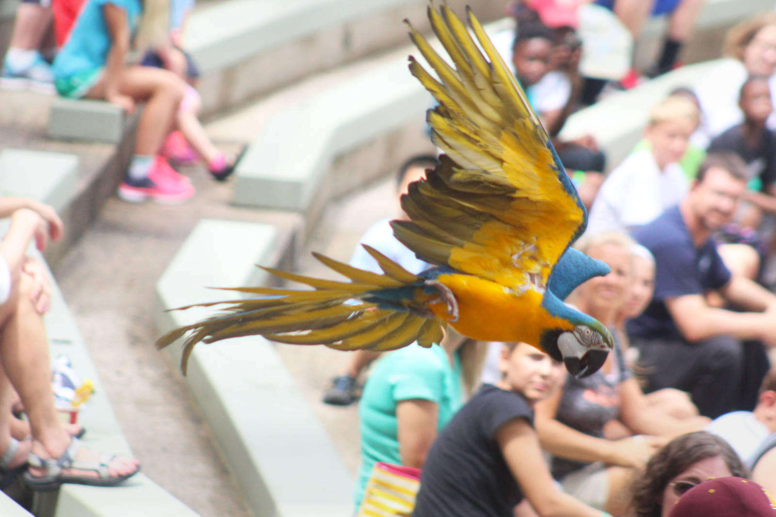 Jul. 2016 - Wings of Wonder - Macaw in Flight