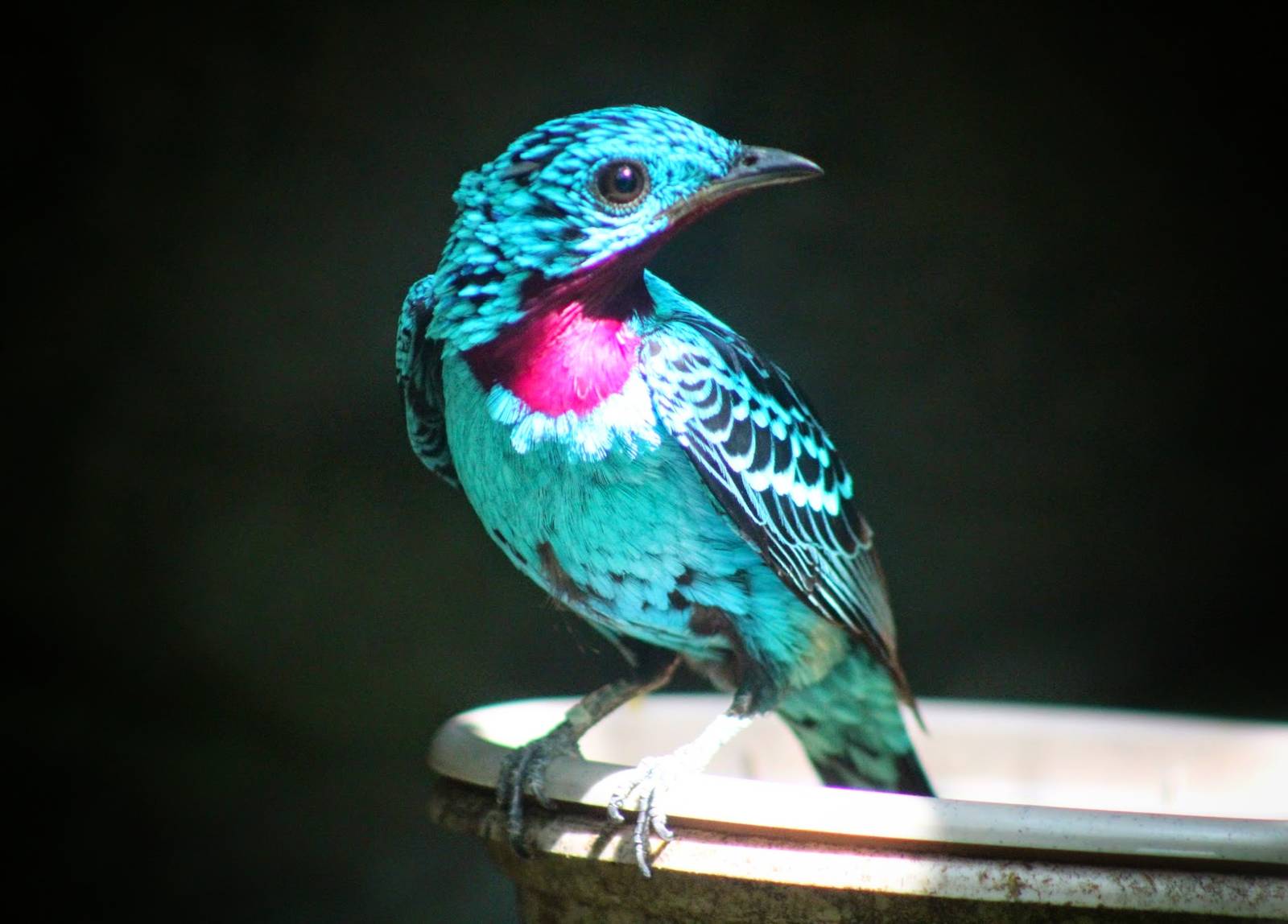 Jul. 2016 - World of the Insect - Spangled Cotinga