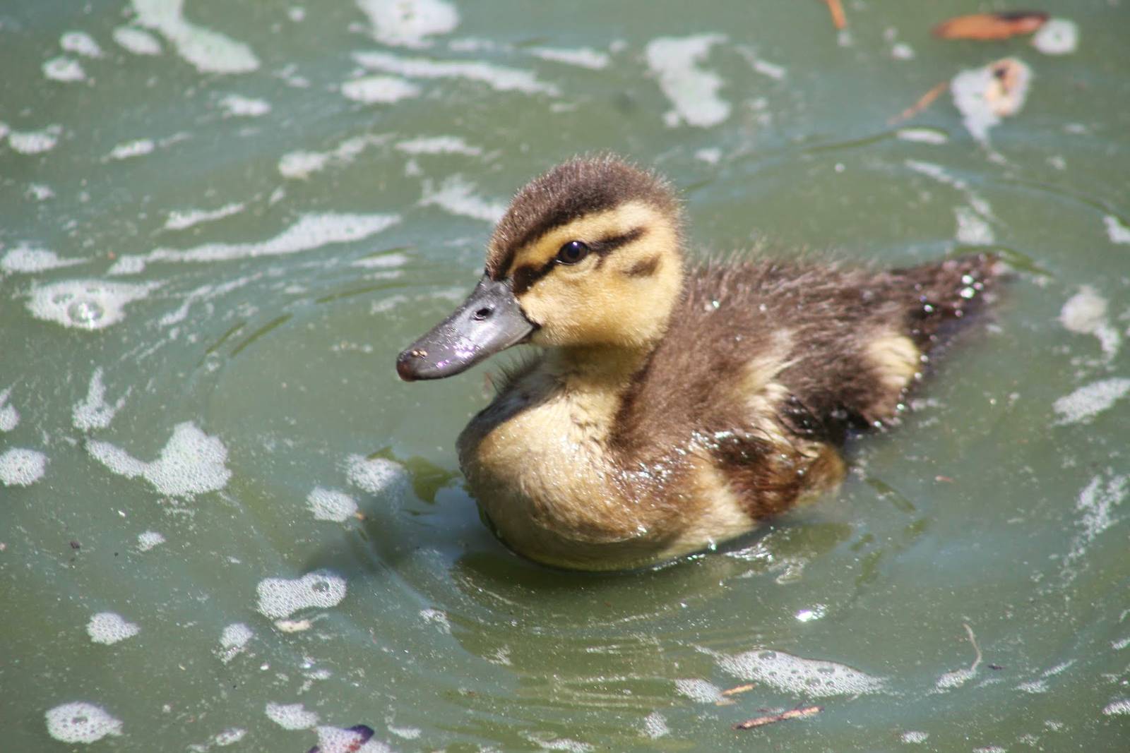 Jul. 2016 - Zoo Central - Mallard Duckling