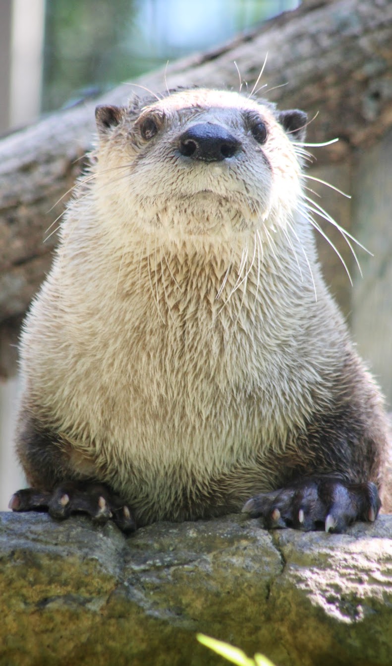 Jul. 2016 - Zoo Central - River Otter
