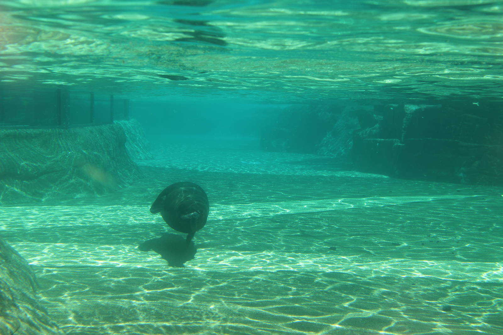 Jul. 2016 - Zoo Central - Sea Lion Exhibit