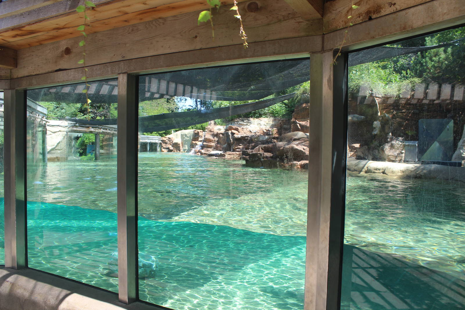 Jul. 2016 - Zoo Central - Sea Lion Exhibit