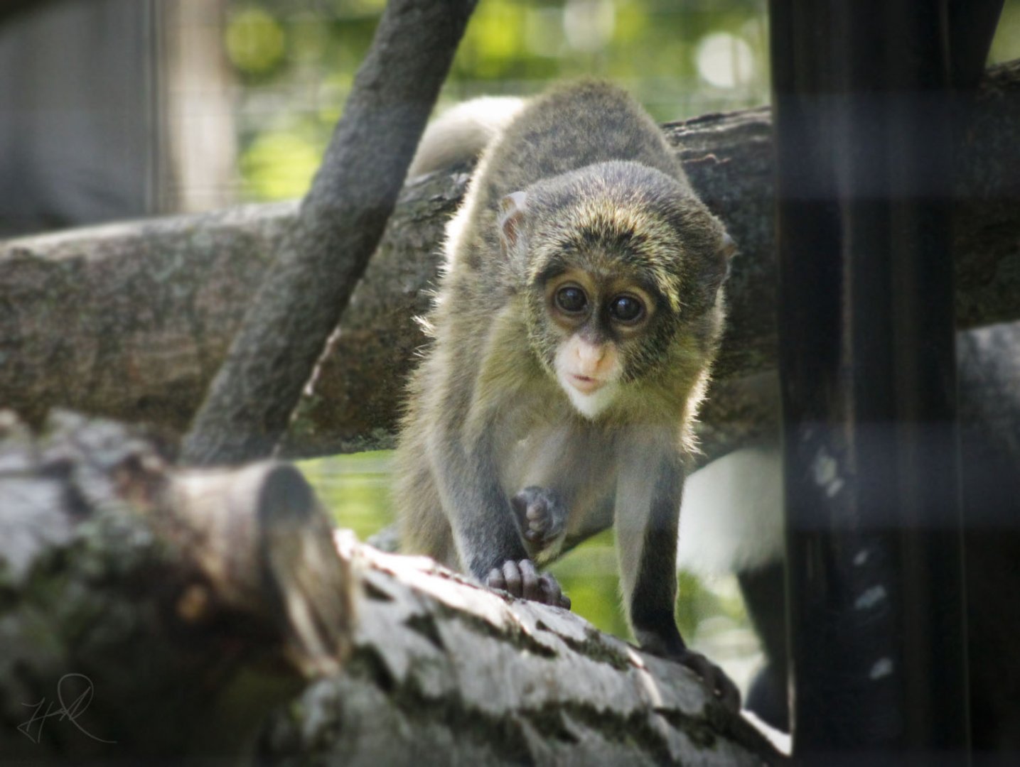 Jul. 2017 - African Journey - DeBrazza's Monkey Baby