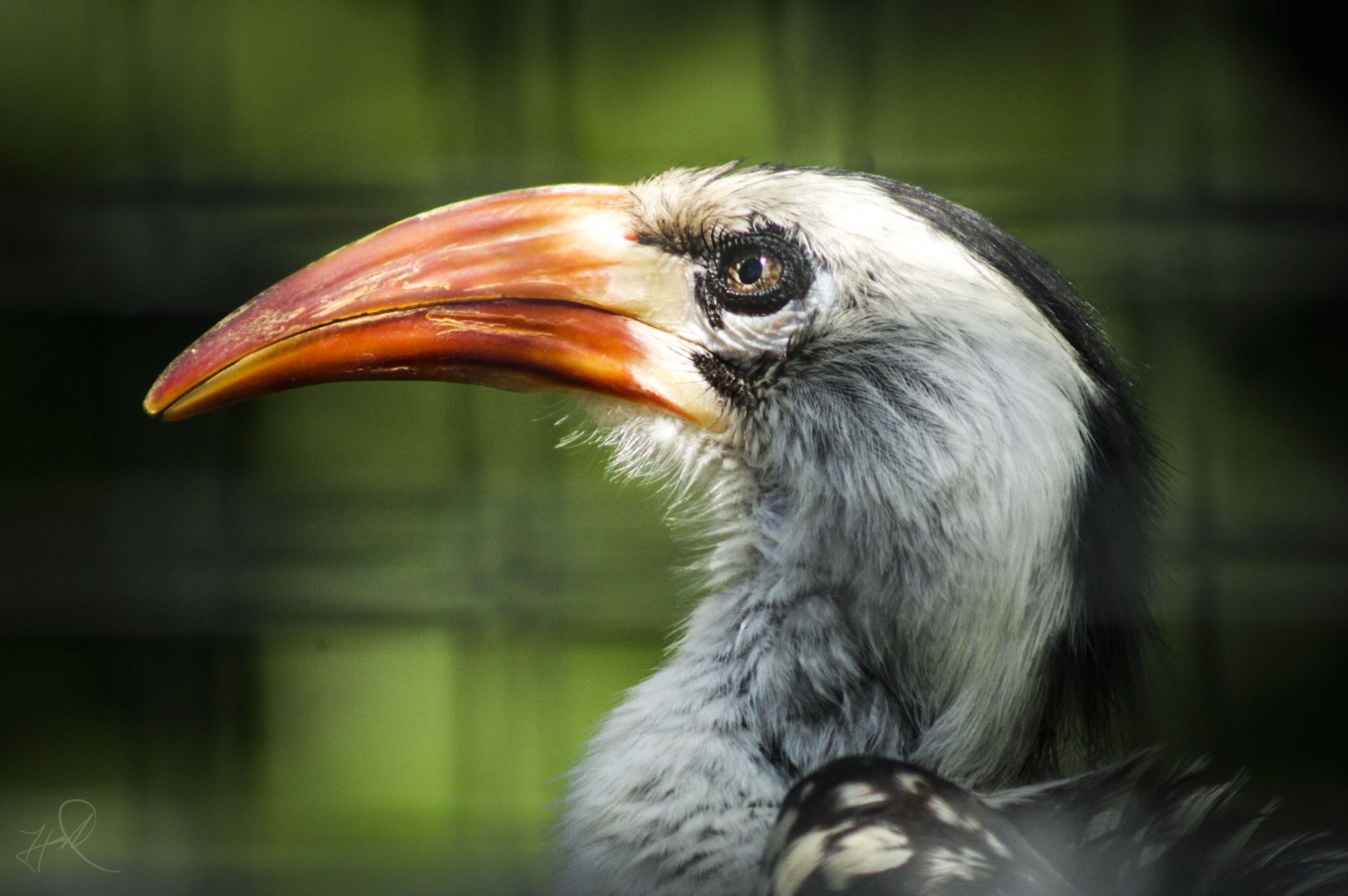 Jul. 2017 - African Journey - Red-billed Hornbill