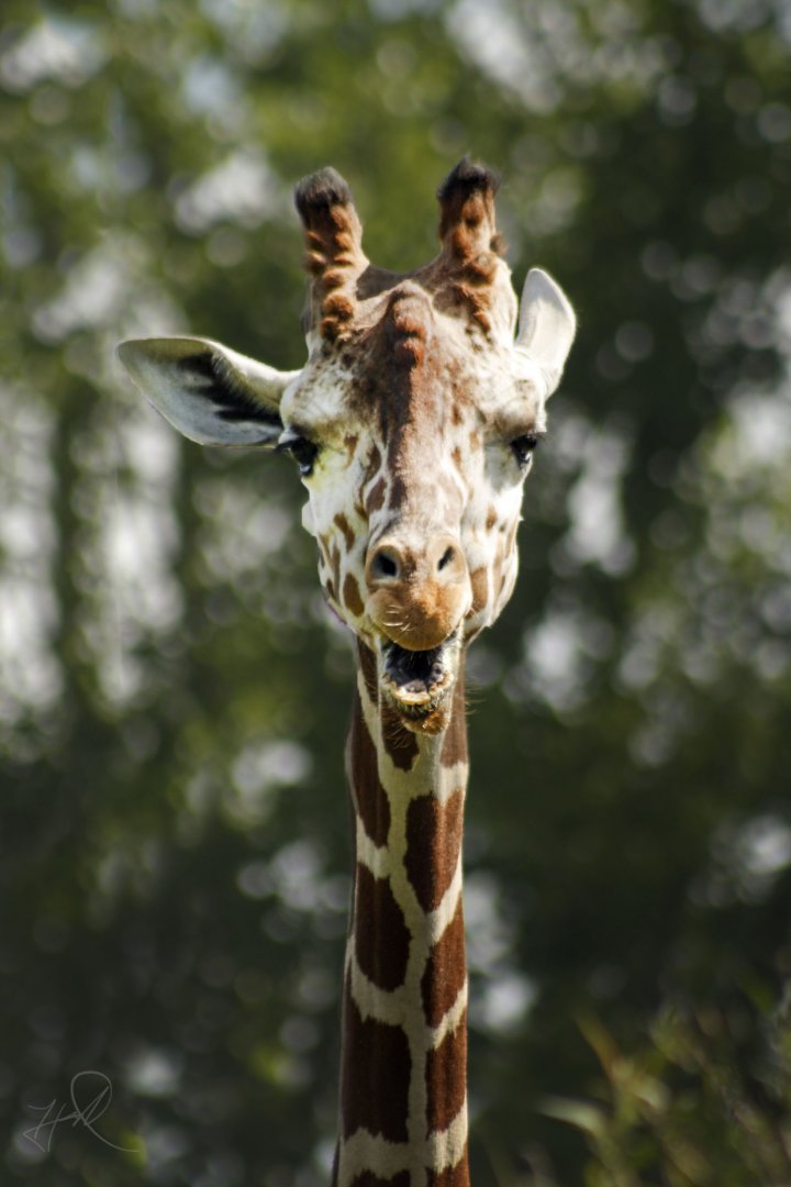 Jul. 2017 - African Journey - Reticulated Giraffe