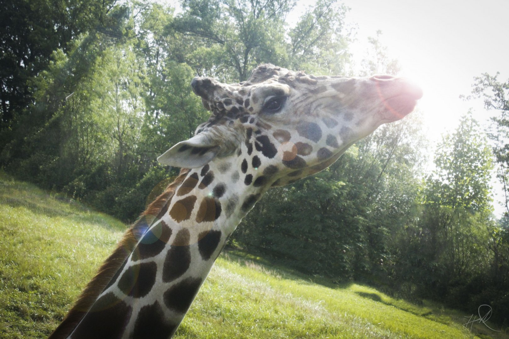 Jul. 2017 - African Journey - Reticulated Giraffe