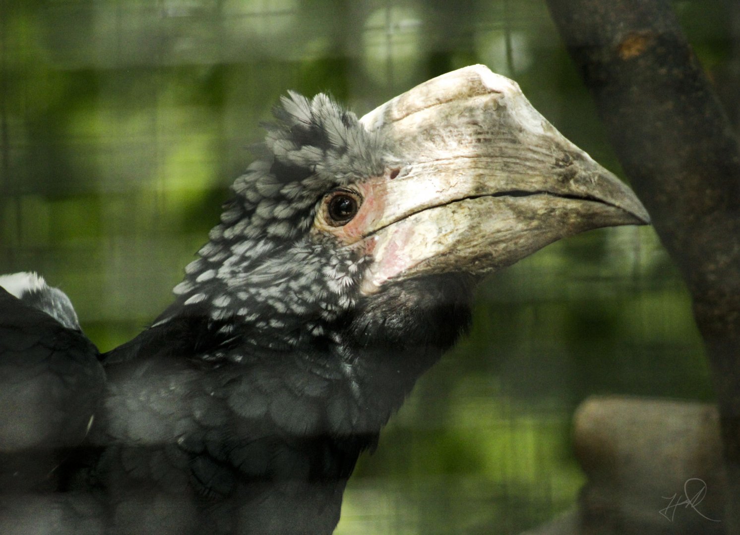 Jul. 2017 - African Journey - Silvery-cheeked Hornbill