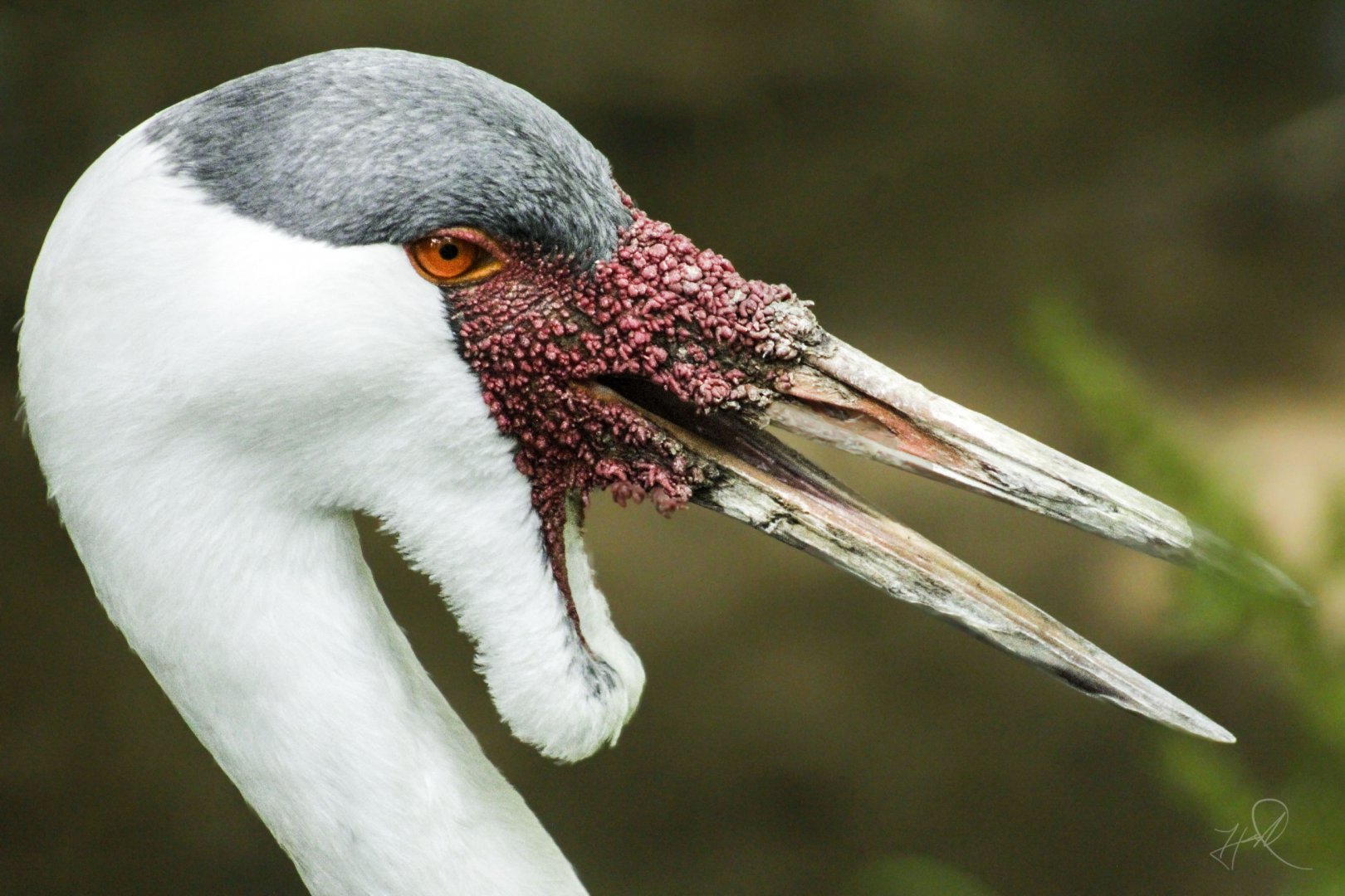 Jul. 2017 - African Journey - Wattled Crane
