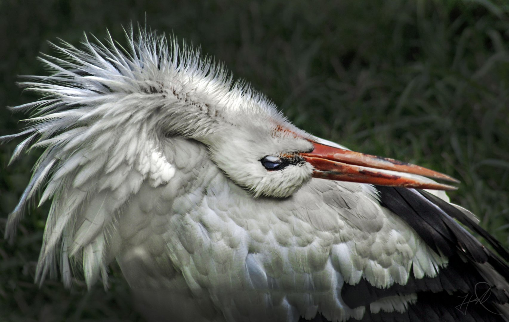 Jul. 2017 - African Journey - White Stork