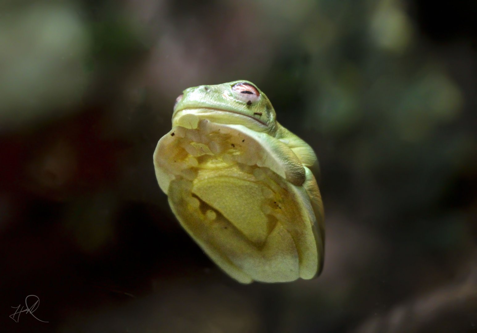 Jul. 2017 - Australian Adventure - Green Tree Frog