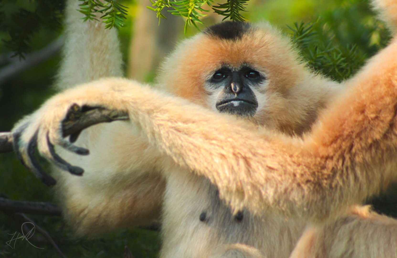 Jul. 2017 - Gibbon Islands - Buff-cheeked Gibbon