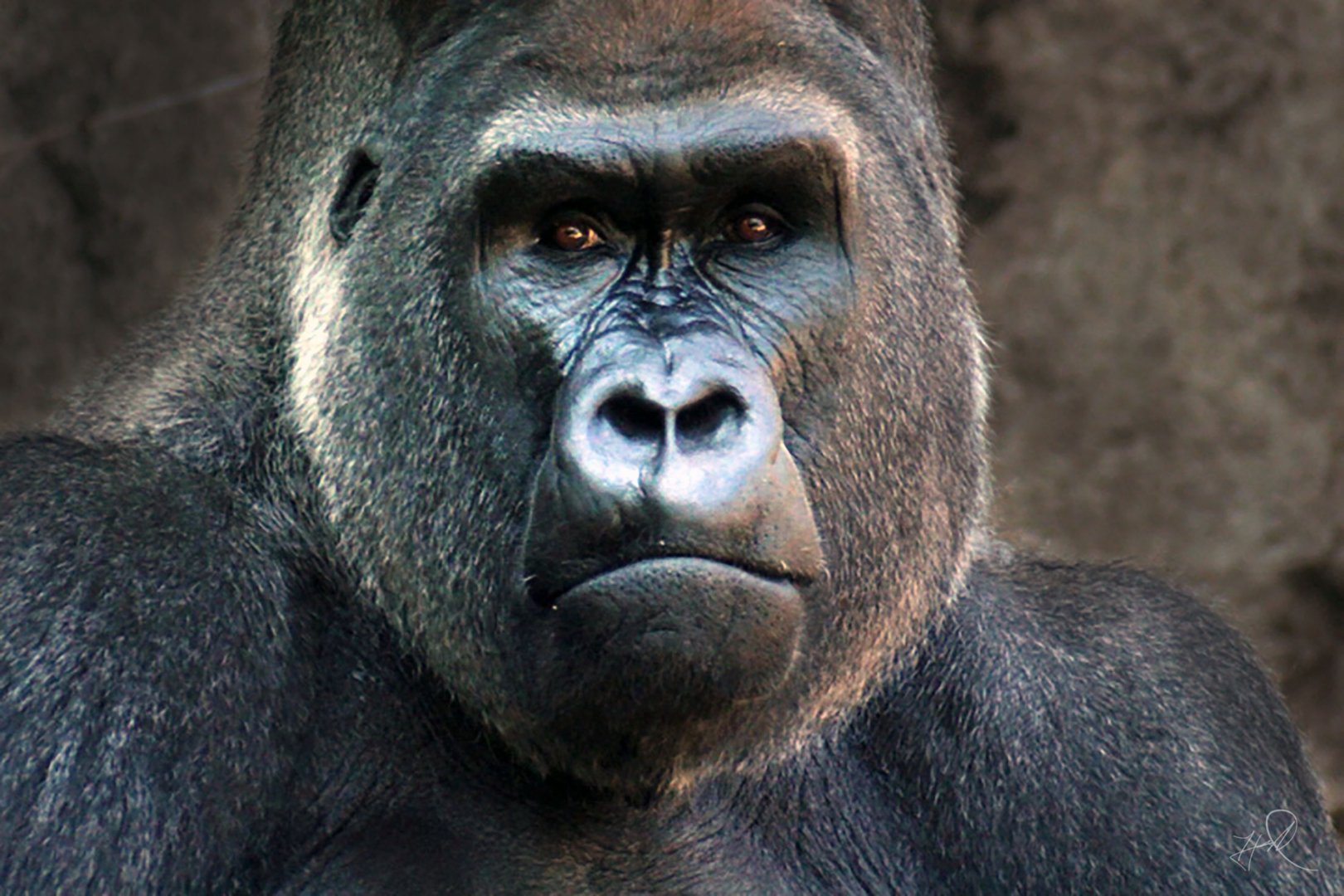 Jul. 2017 - Gorilla World - Jomo