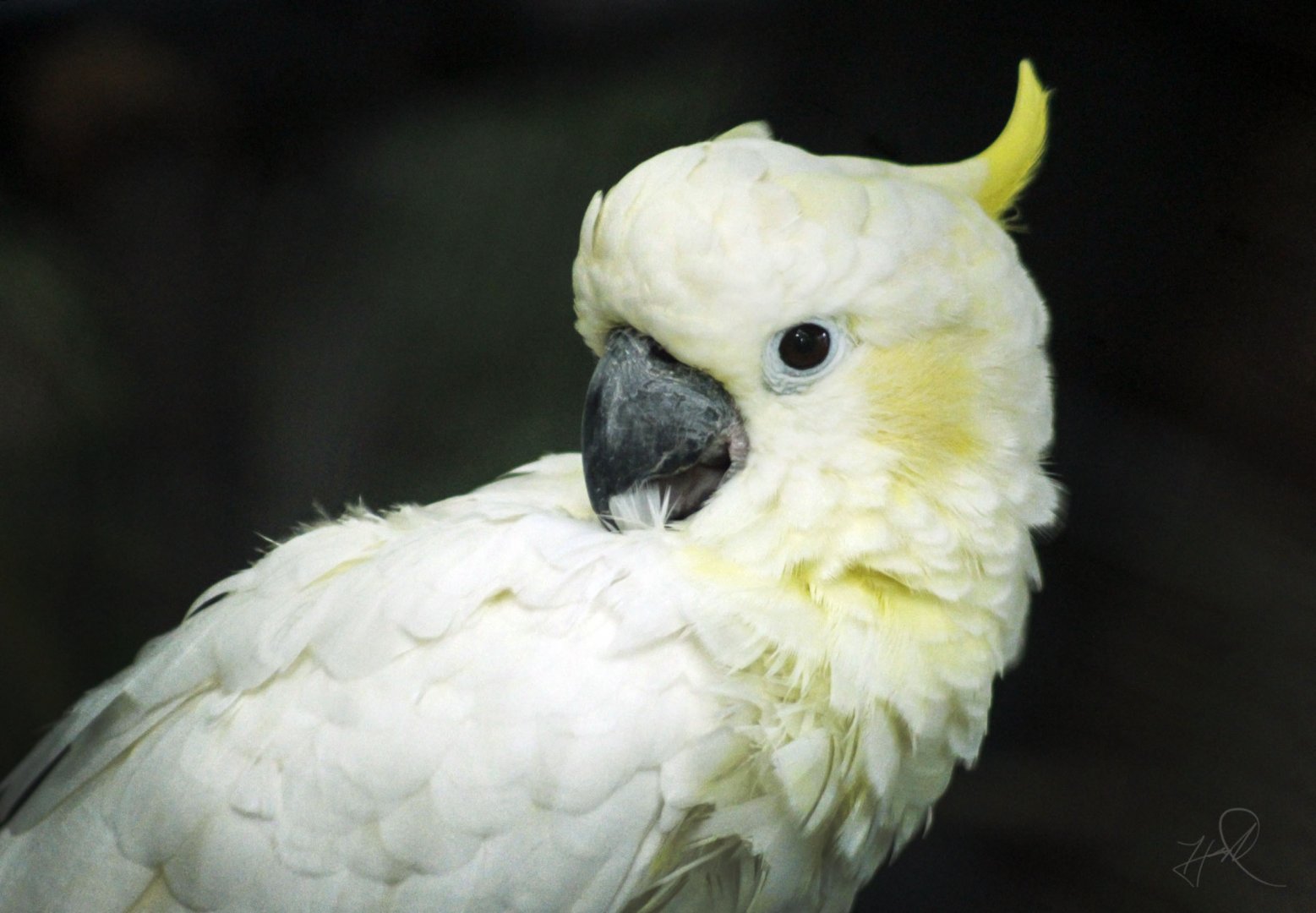 Jul. 2017 - Indonesian Rain Forest - Lesser Sulphur-crested Cockatoo