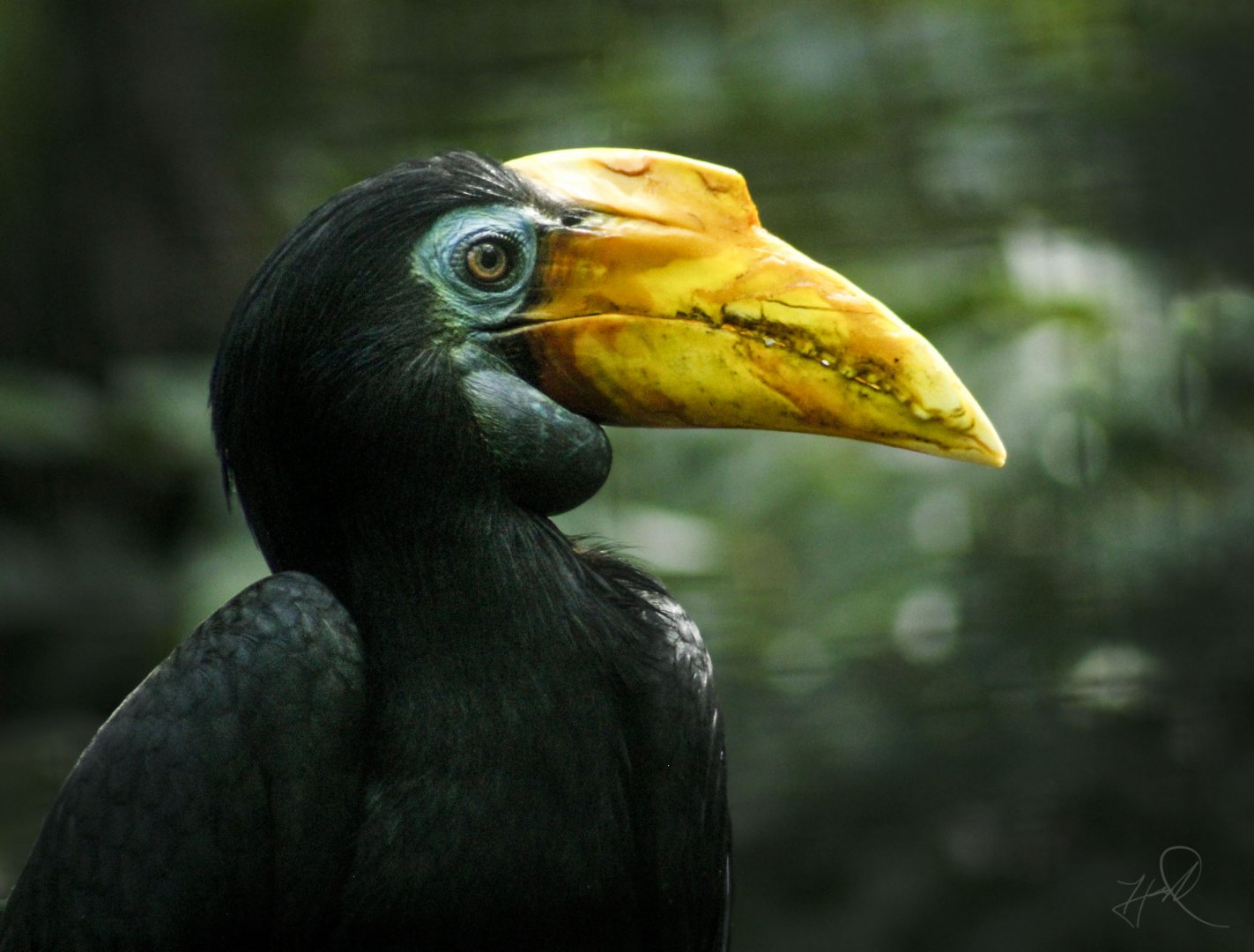 Jul. 2017 - Indonesian Rain Forest - Wrinkled Hornbill