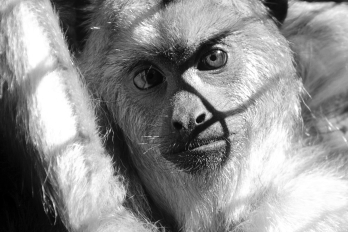 Jul. 2017 - Jungle Trails - Black Howler (New Species)