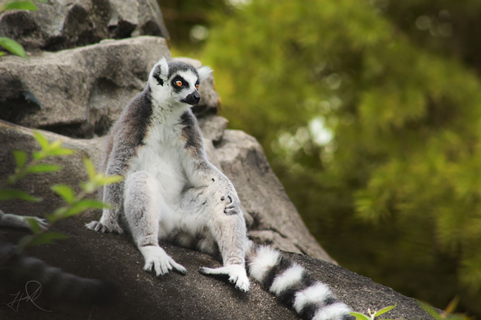 Jul. 2017 - Lemur Lookout - Ring-tailed Lemur