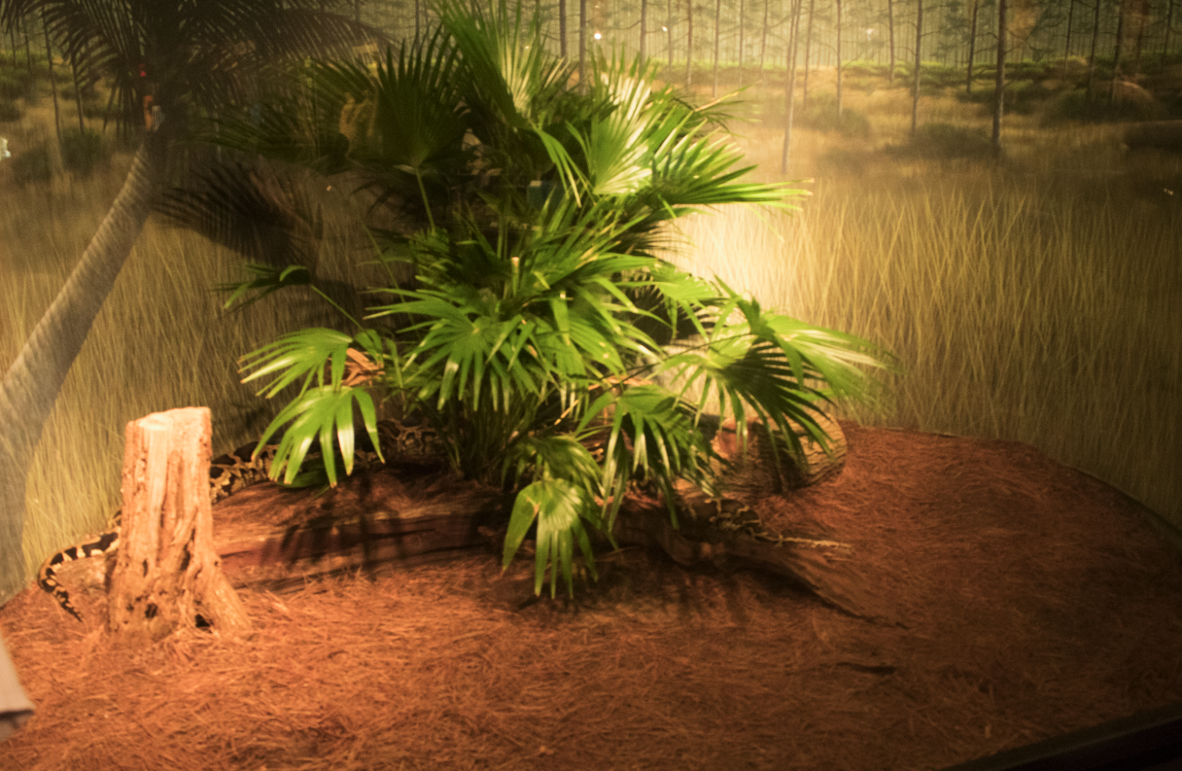 Jul. 2017 - Manatee Springs - Burmese Python Exhibit (New to the Building)