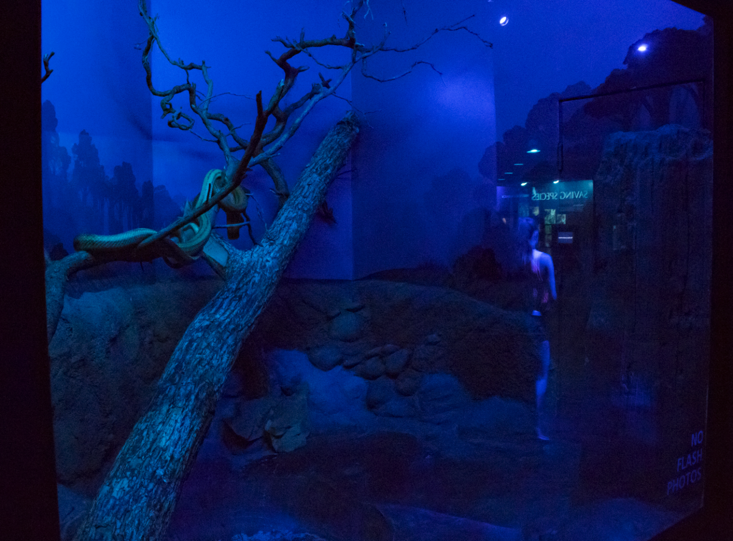 Jul. 2017 - Night Hunters - Everglades Rat Snake Exhibit (Former Burmese Python Exhibit)