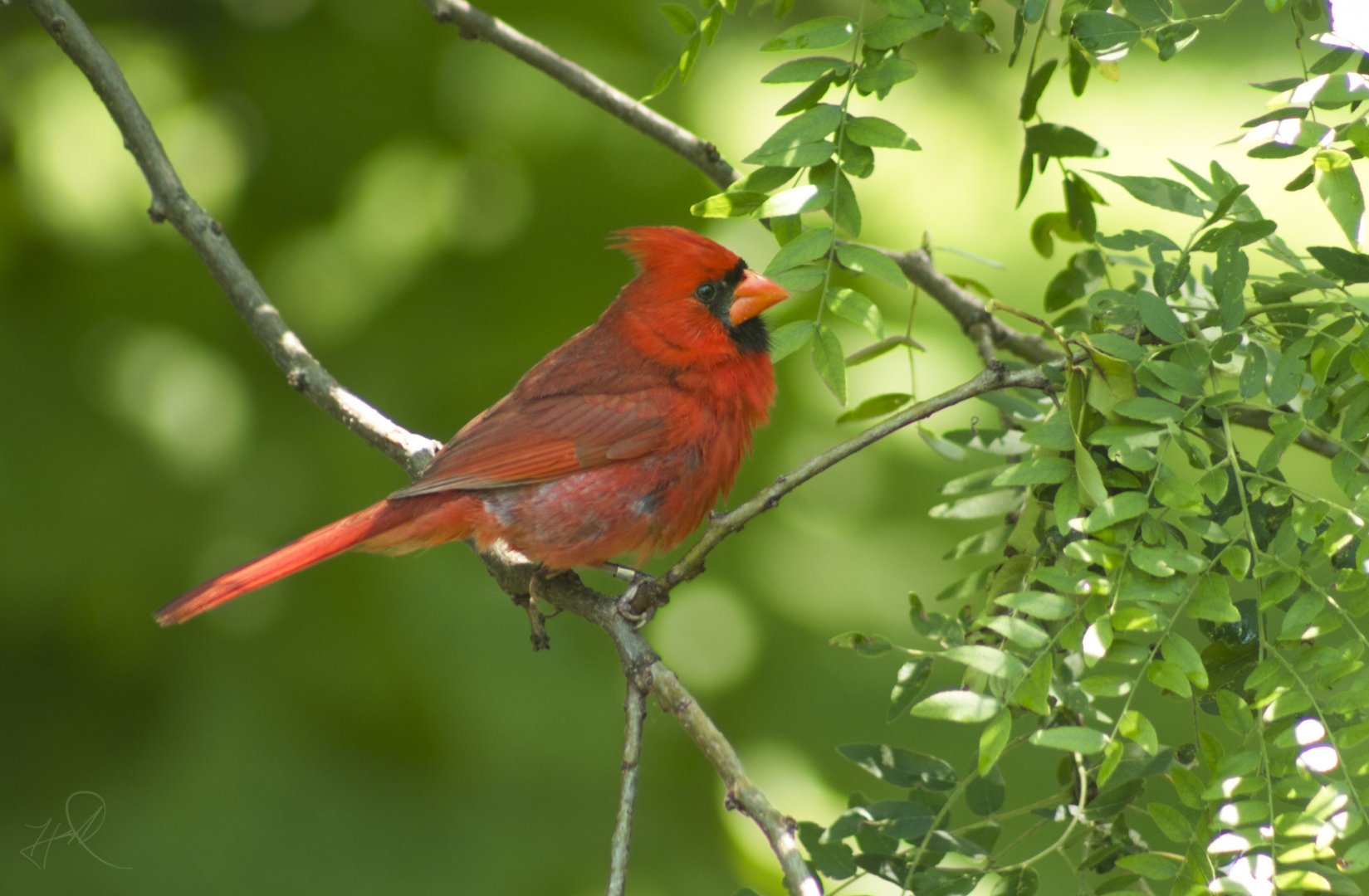 Jul. 2017 - Northern Cardinal