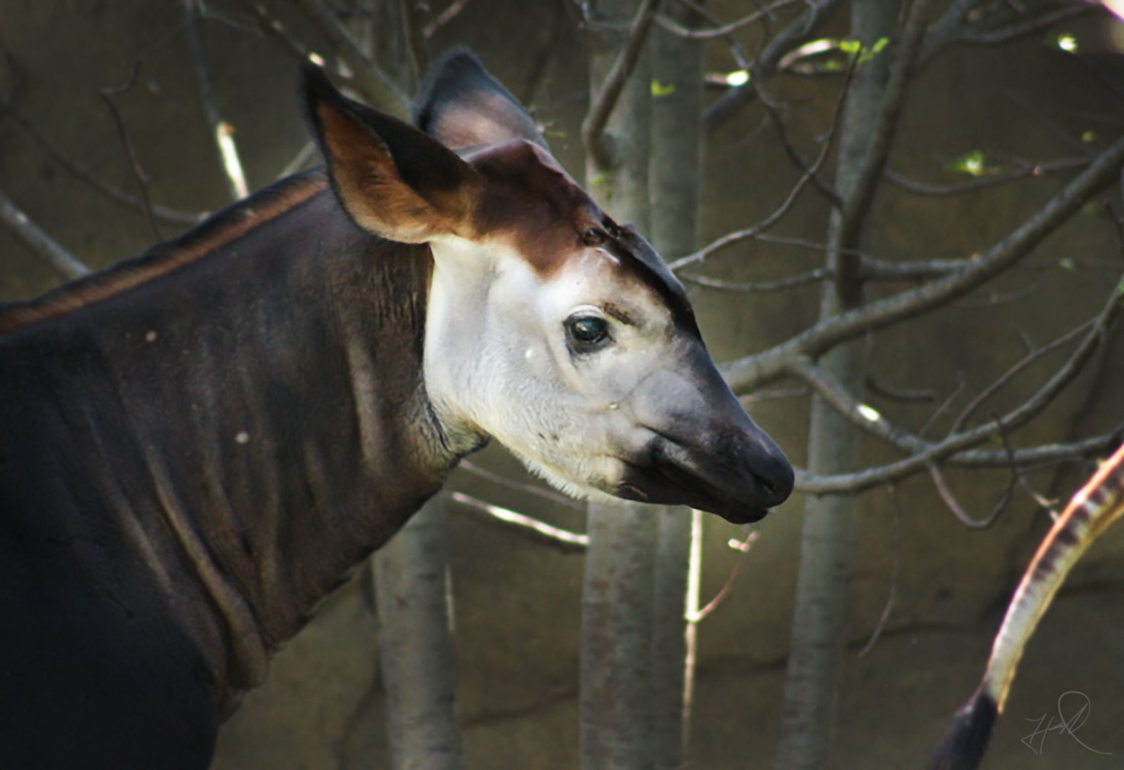Jul. 2017 - Rhino Reserve - 4 Month-Old Moyo