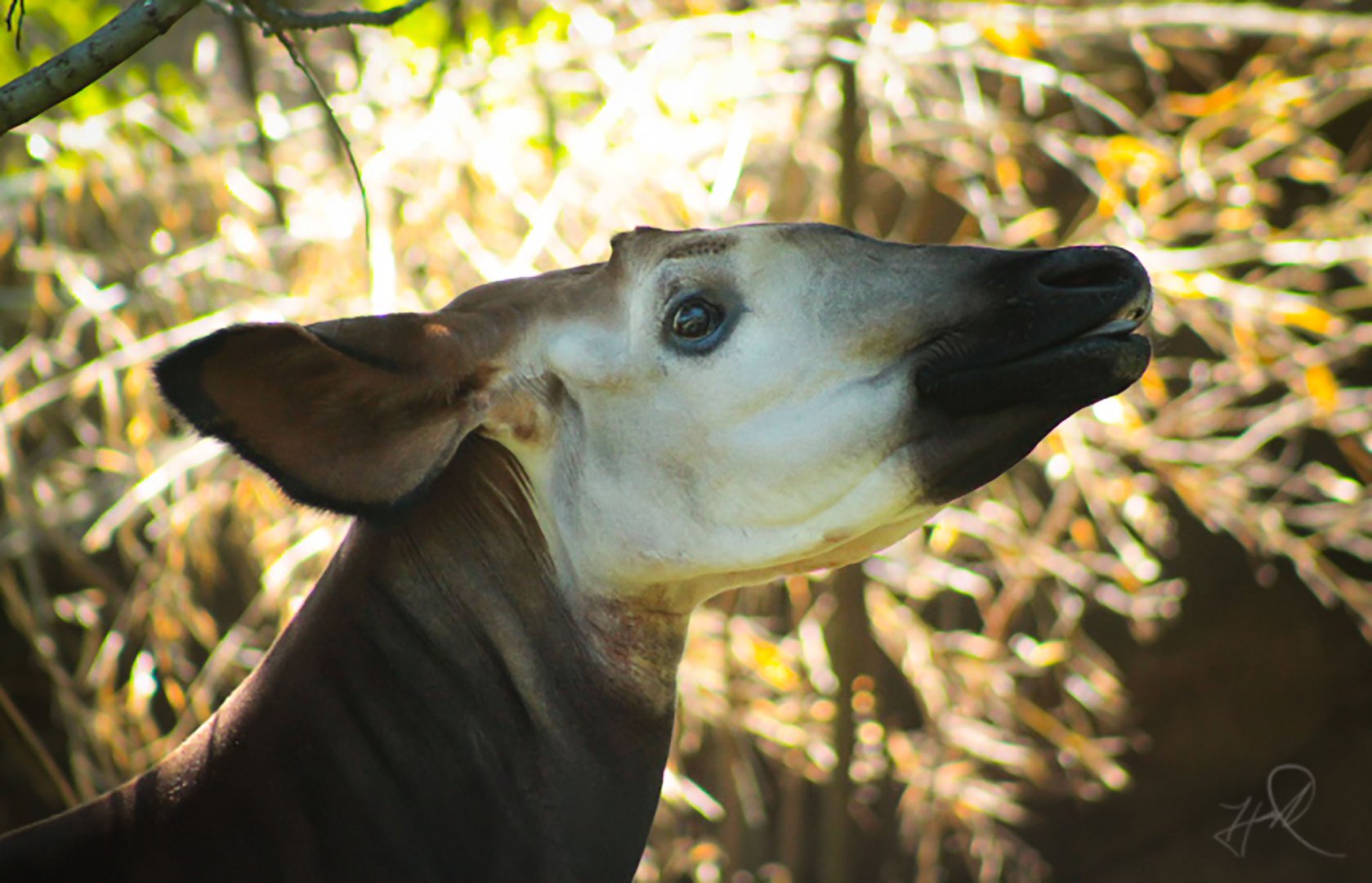 Jul. 2017 - Rhino Reserve - Kuvua