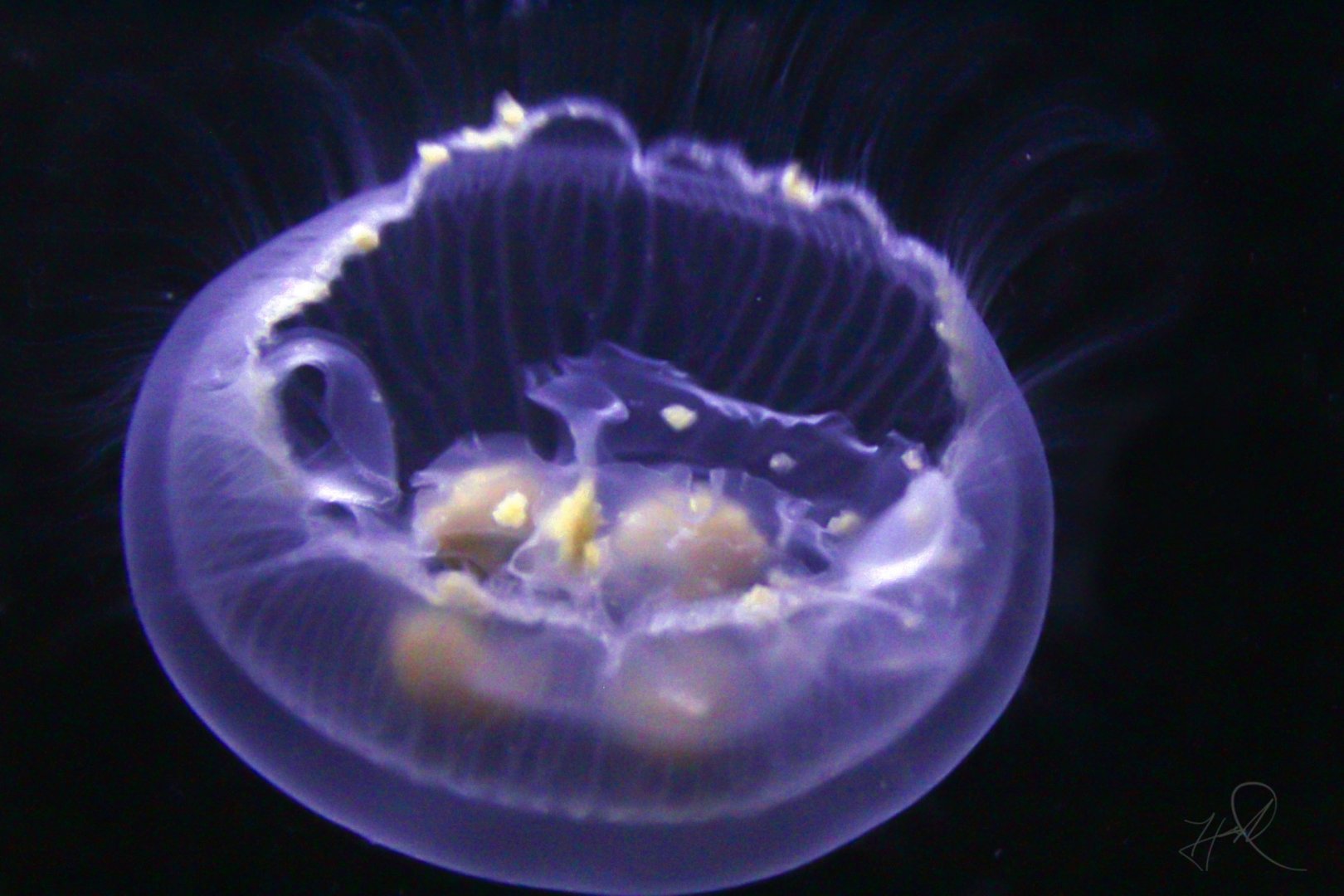 Jul. 2017 - The Reef - Moon Jelly