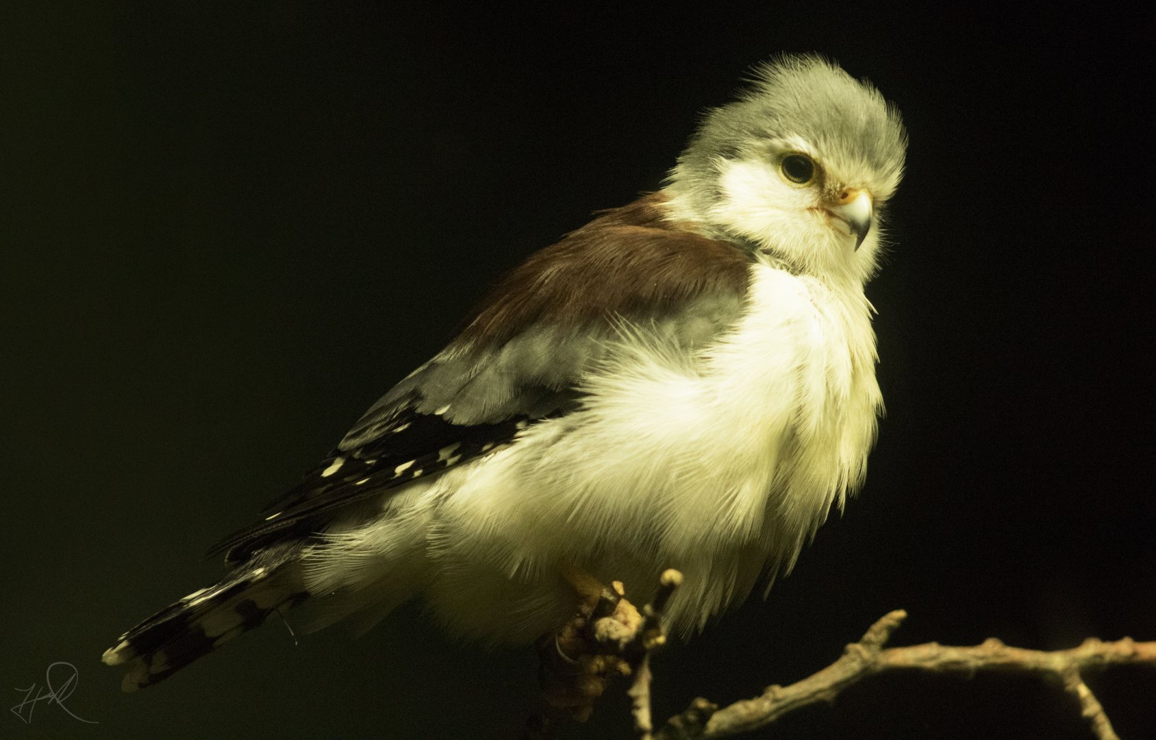 Jul. 2017 - Wings Of The World - African Pygmy Falcon