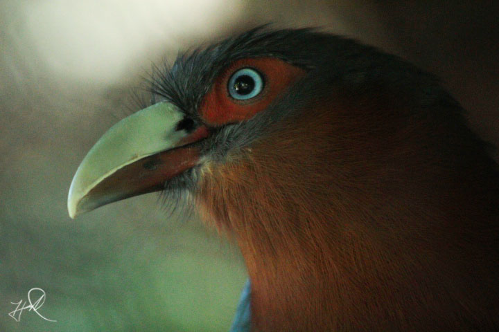 Jul. 2017 - Wings Of The World - Chestnut-breasted Malkoha