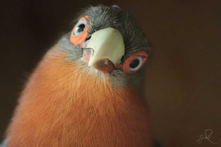 Jul. 2017 - Wings Of The World - Chestnut-breasted Malkoha