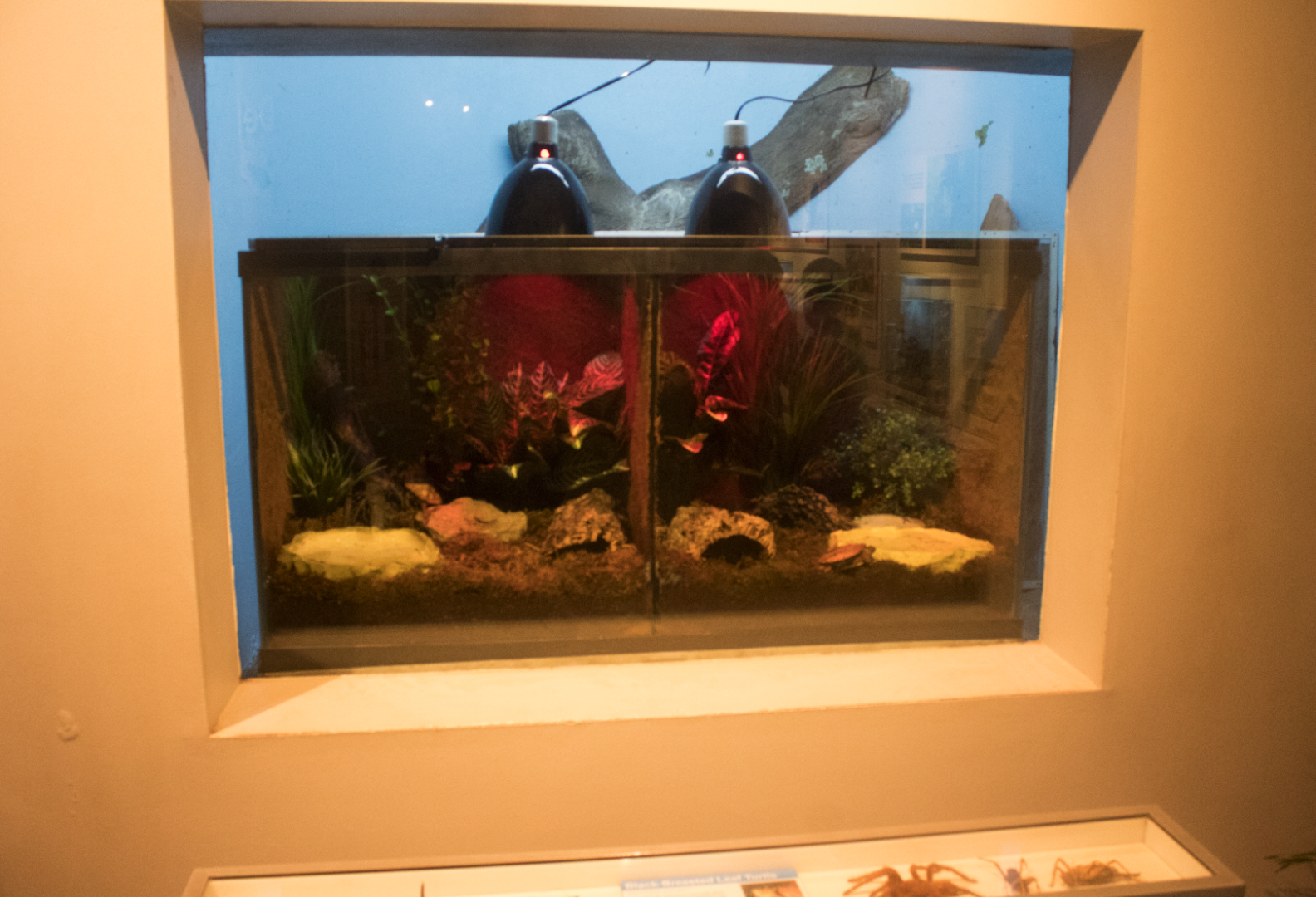 Jul. 2017 - World of the Insect - Black-breasted Leaf Turtle Exhibit (New)