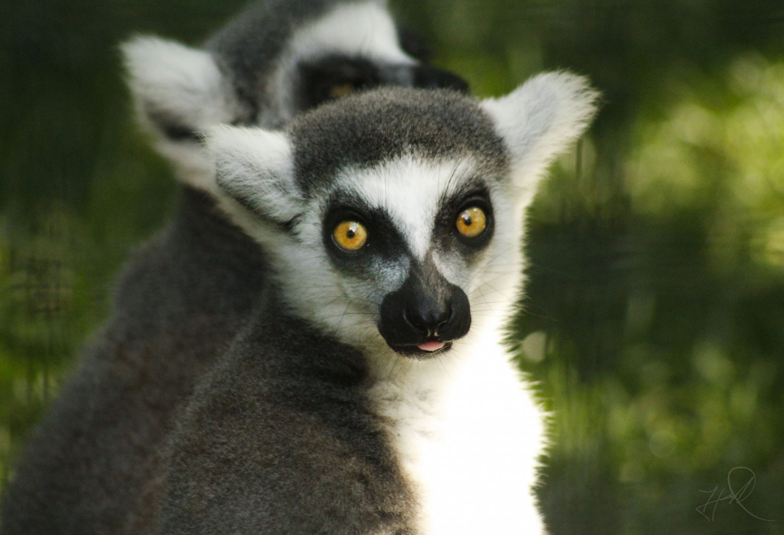 Jul. 2017 - Zoo Central - Ring-tailed Lemurs