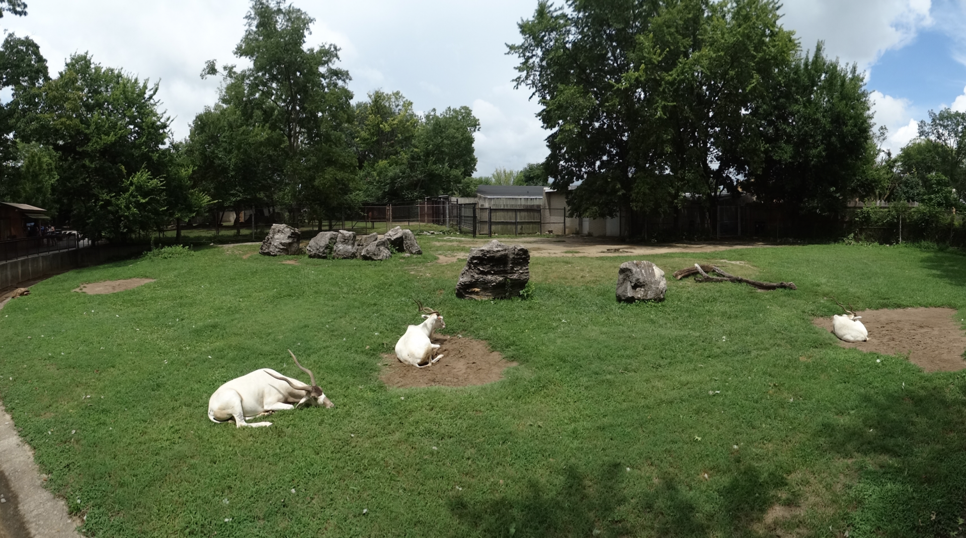 Jul. 2018 - Africa - Addax + Spurred Tortoise Exhibit Panorama