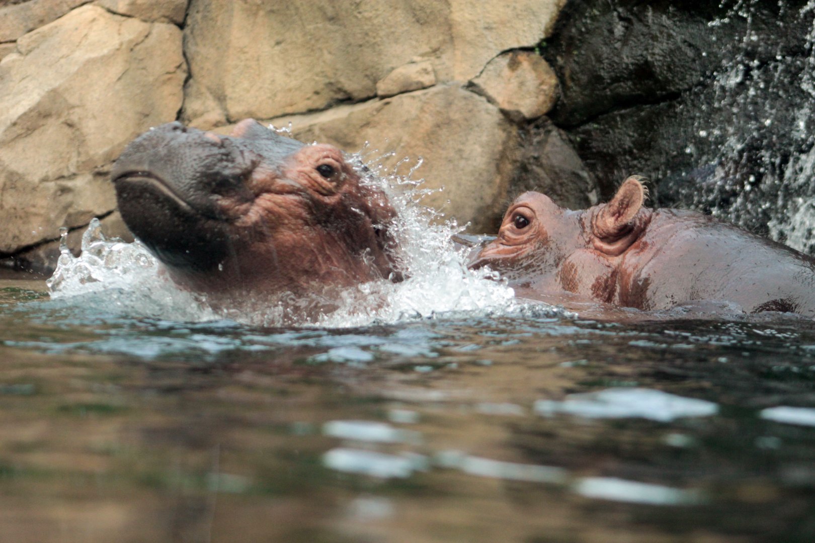 Jul. 2018 - Africa - Fiona doing her best to breach