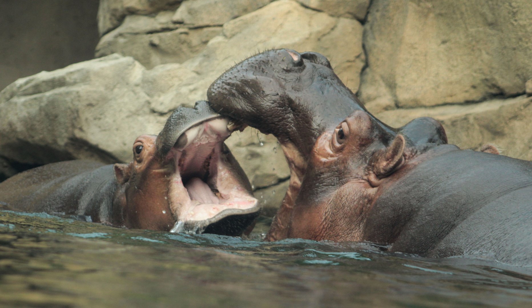 Jul. 2018 - Africa - Fiona vs. Bibi