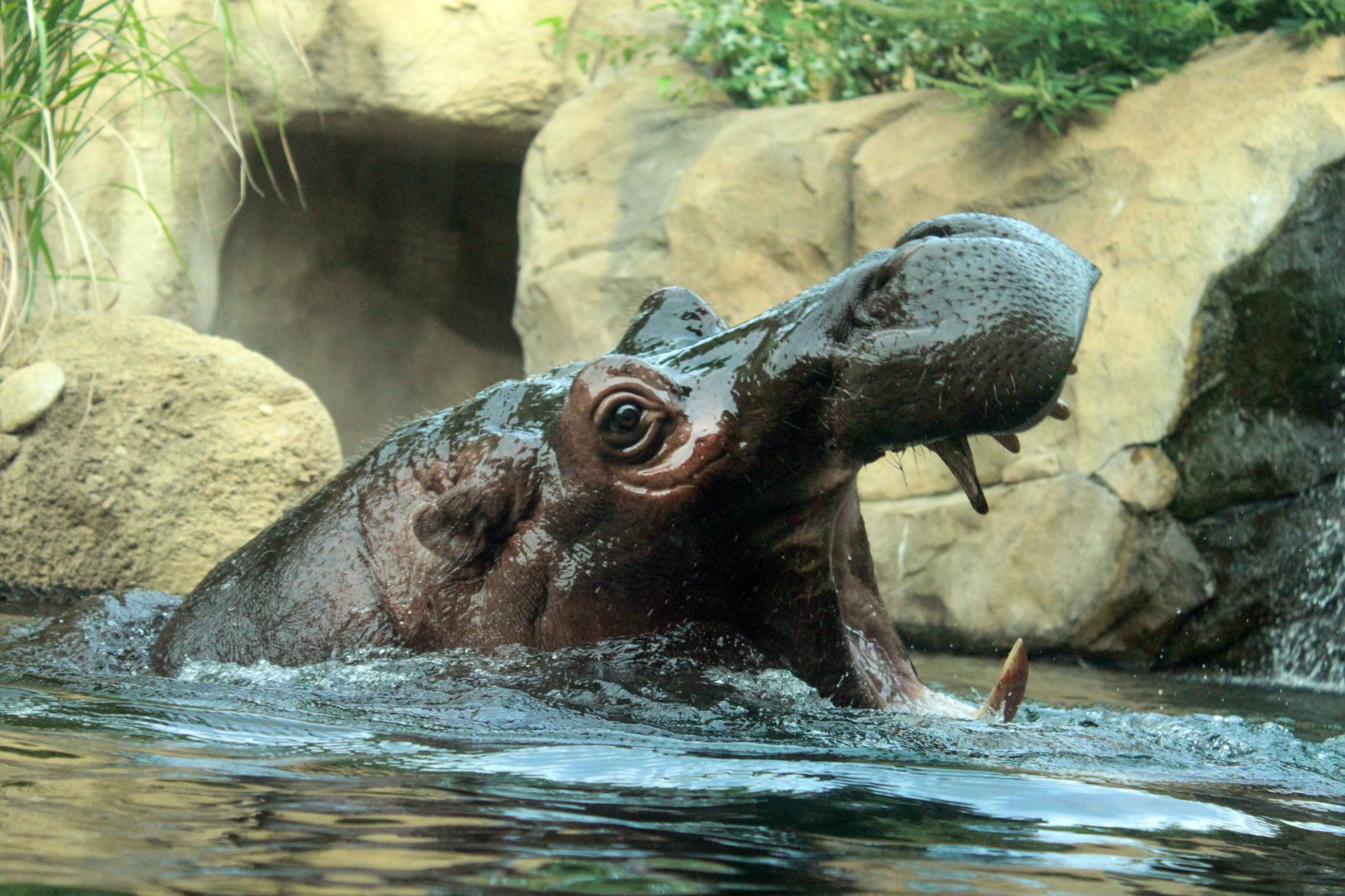 Jul. 2018 - Africa - Hippo Cove - Bibi