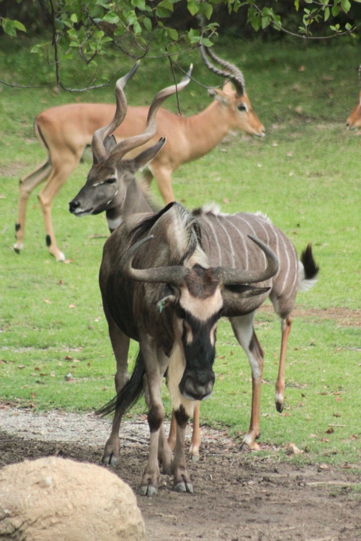 Jul. 2018 - Africa - Wildebeest, Lesser Kudu & Impala