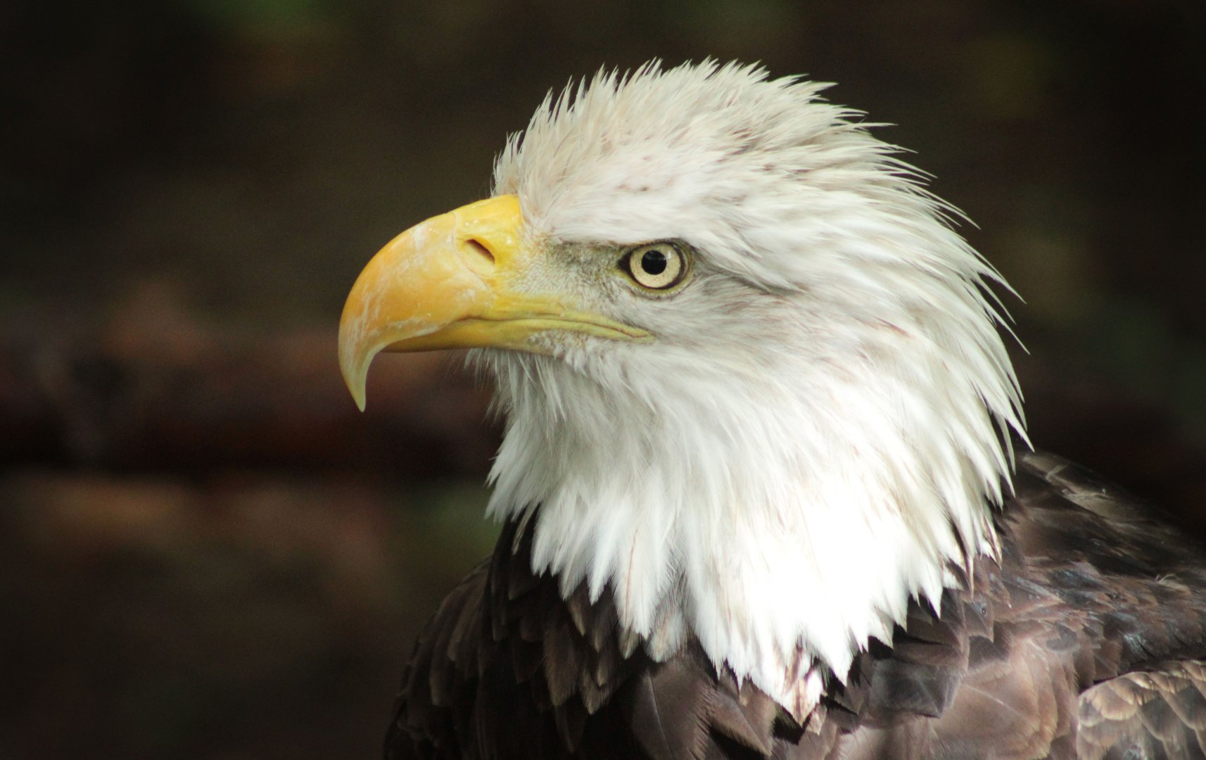 Jul. 2018 - Cats of the Americas - Bald Eagle
