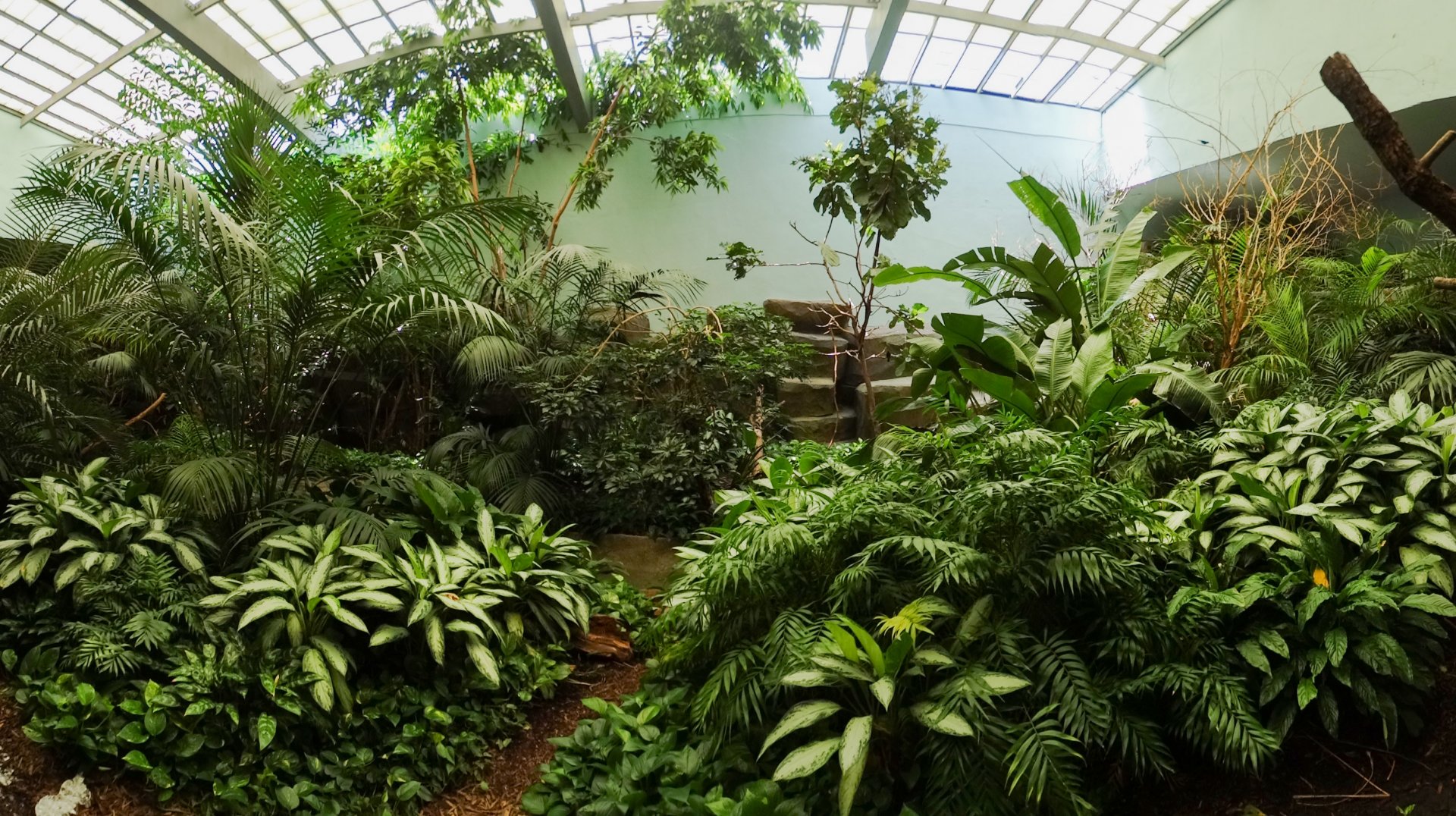 Jul. 2018 - Feathers & Scales - Main Aviary Panorama (16 Species)