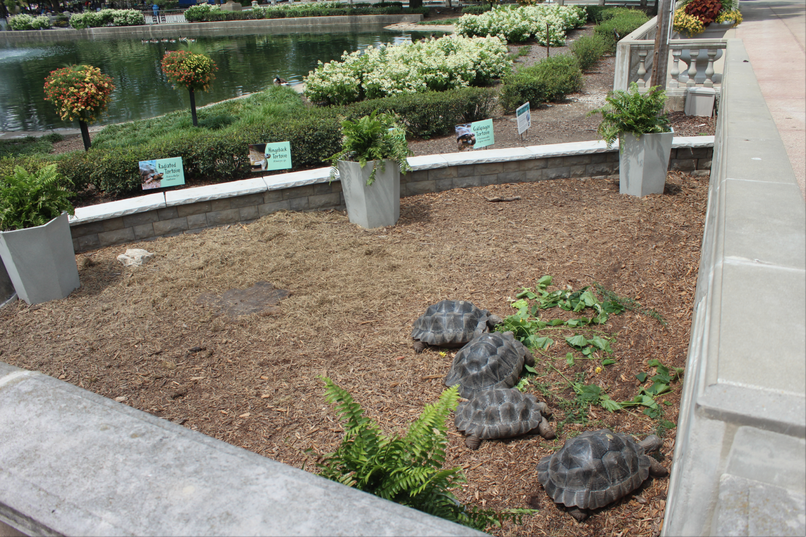 Jul. 2018 - Formal Pool - Tortoise Exhibit (4 Species)