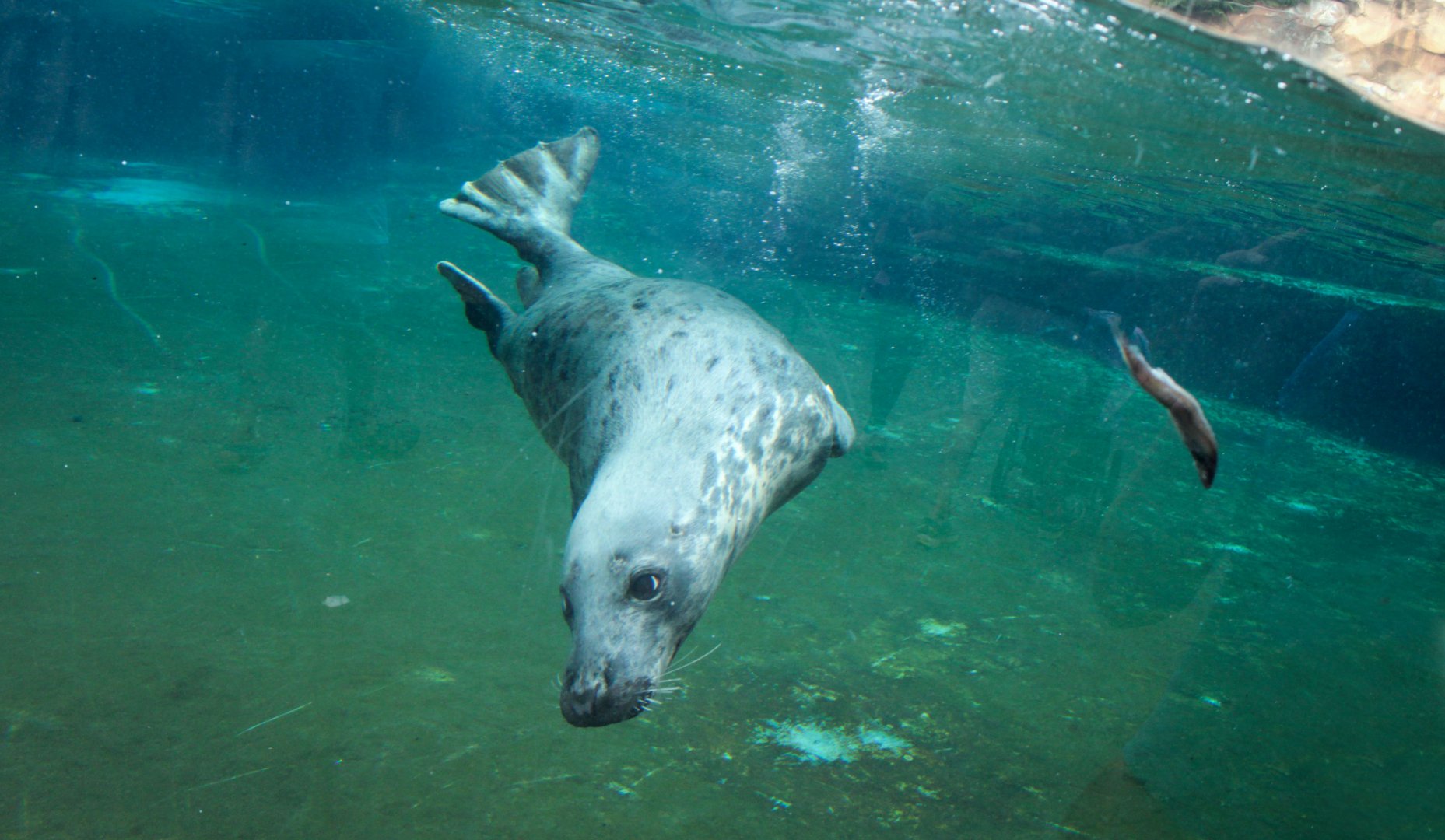 Jul. 2018 - Glacier Run - Grey Seal Feeding