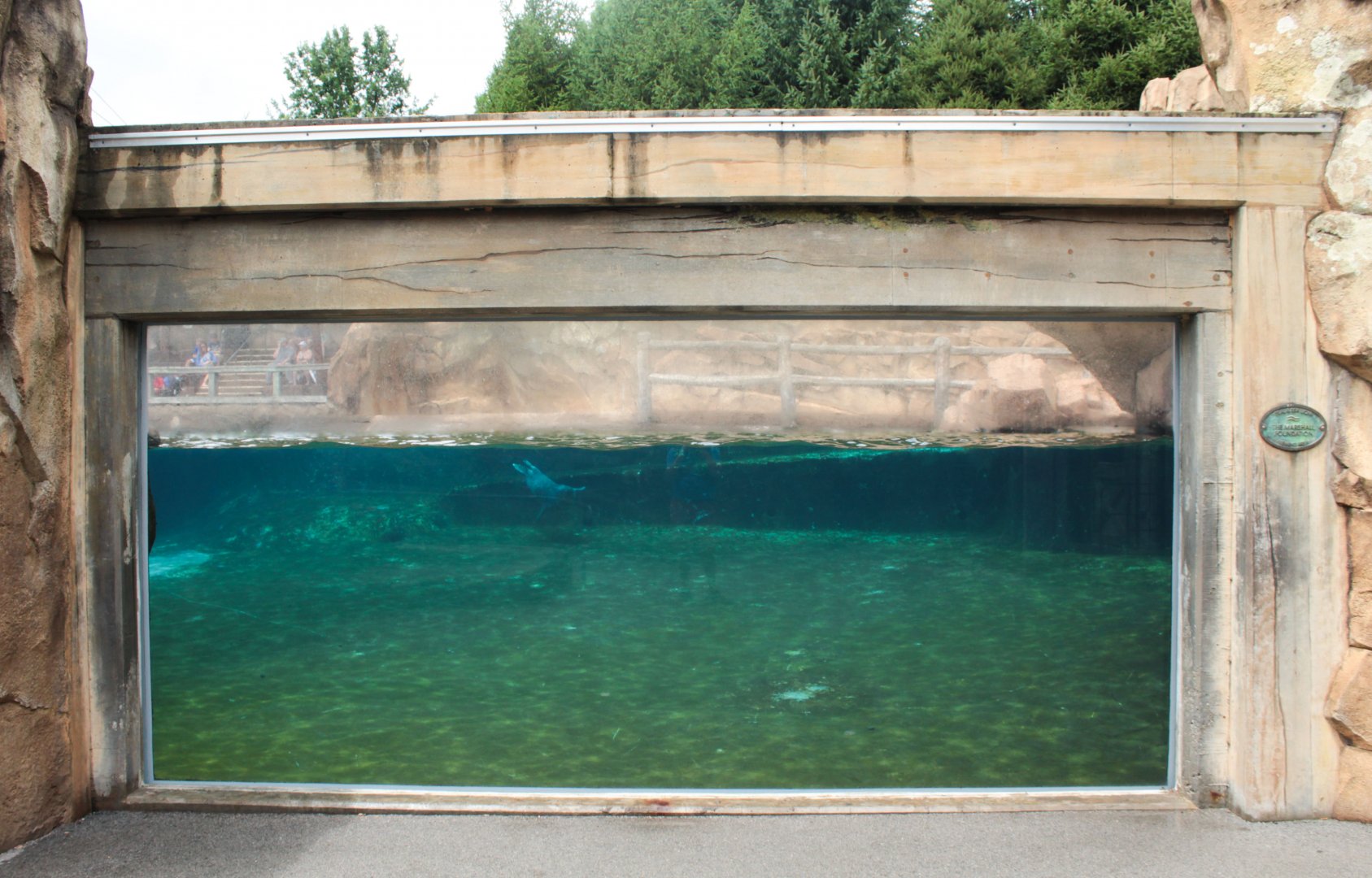 Jul. 2018 - Glacier Run - Sea Lion/Harbor Seal/Grey Seal Underwater Viewing