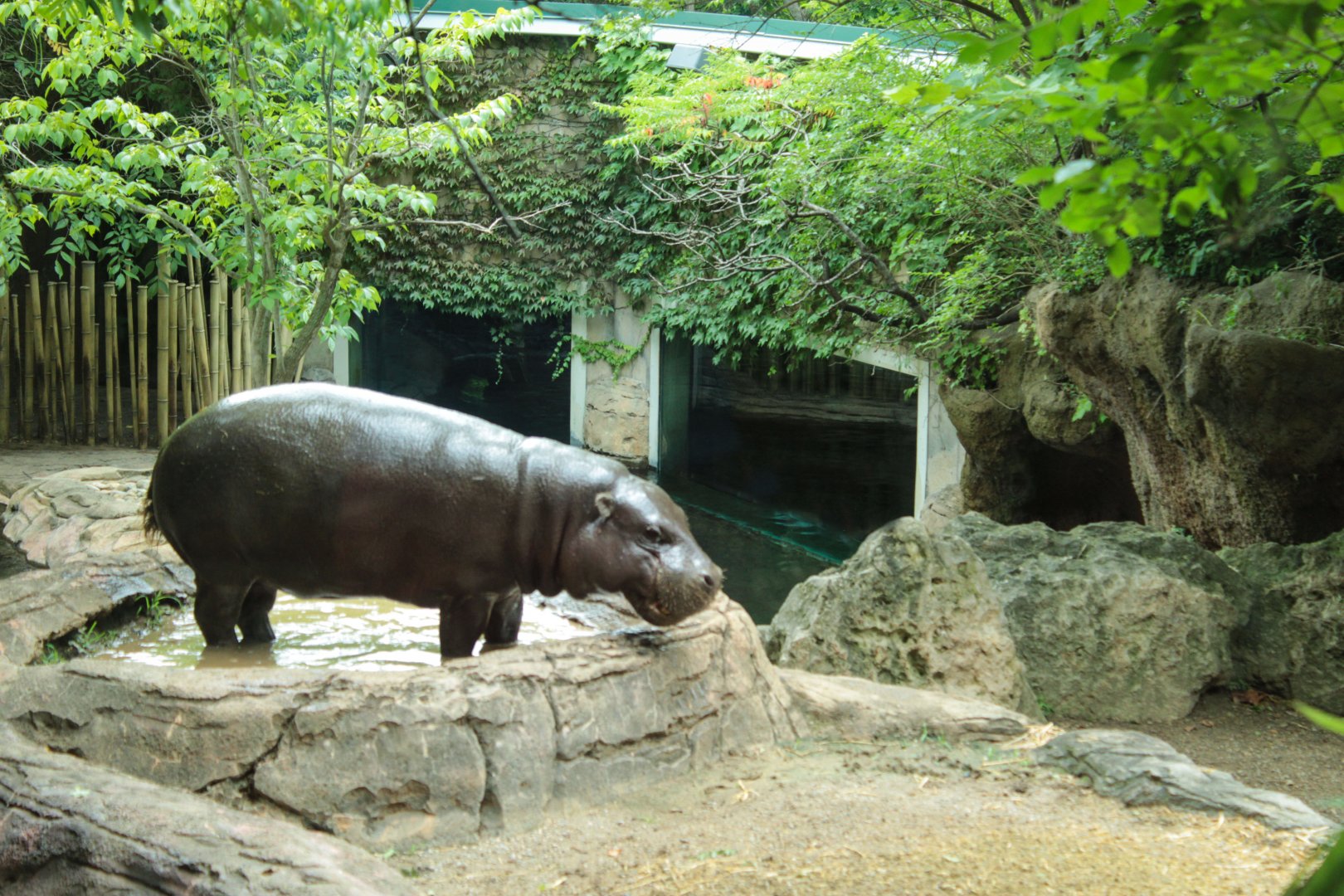 Jul. 2018 - Gorilla Forest - Pygmy Hippo Exhibit