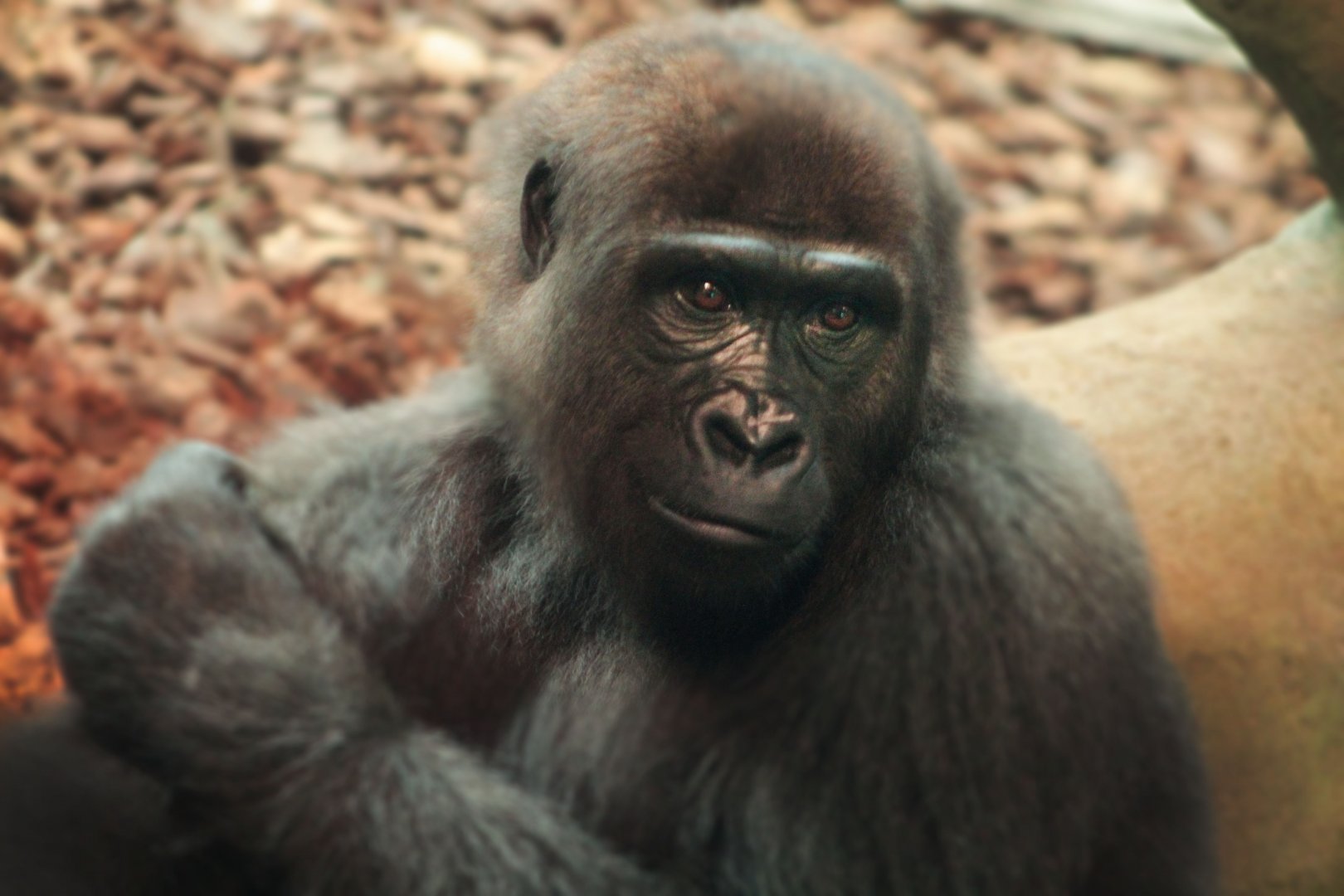 Jul. 2018 - Gorilla World - Gladys