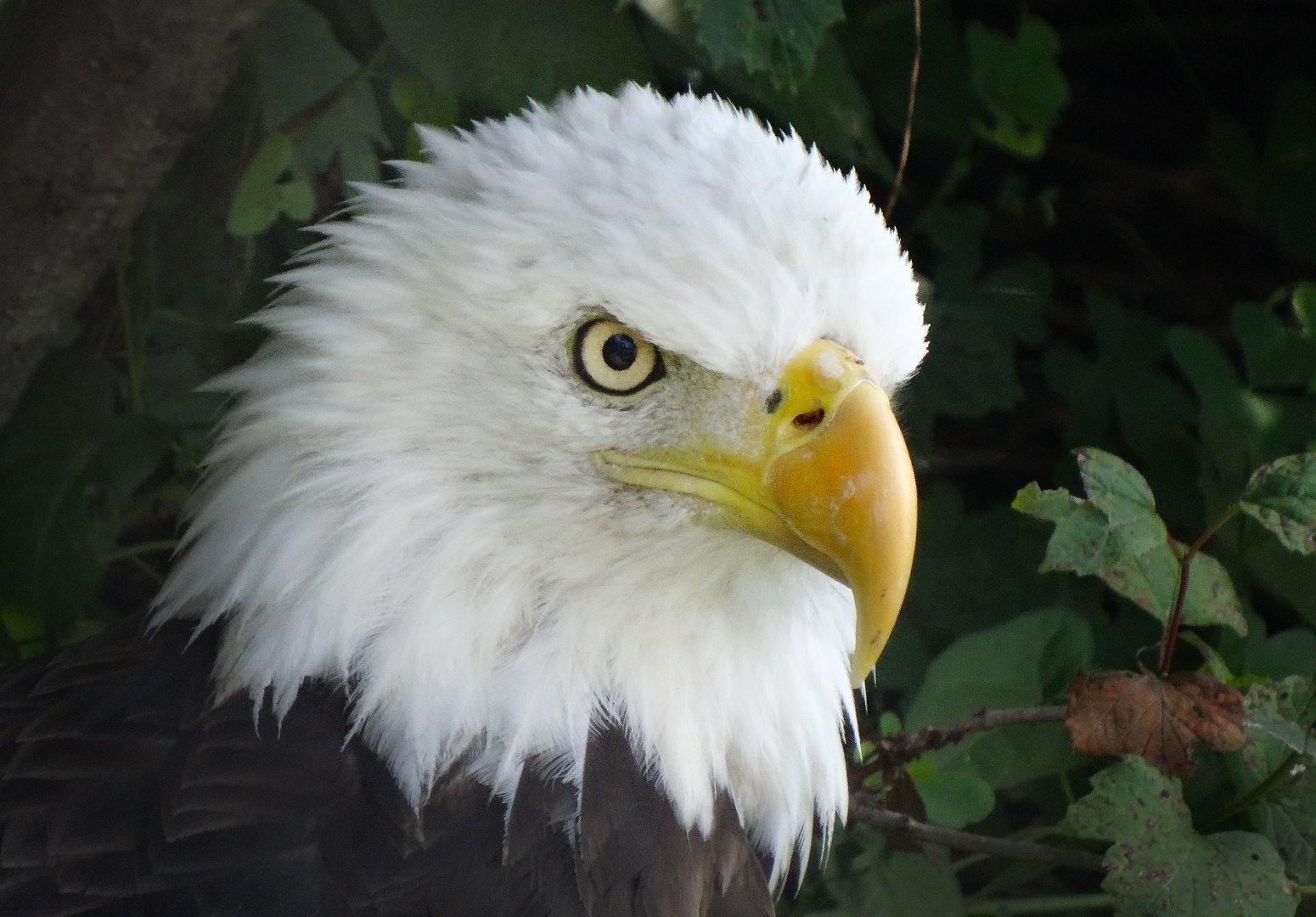 Jul. 2018 - Great Bear Wilderness - Bald Eagle