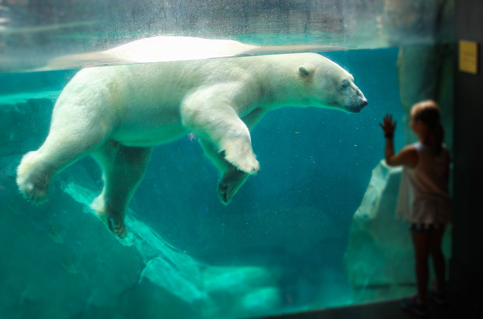 Jul. 2018 - Great Bear Wilderness - Hudson